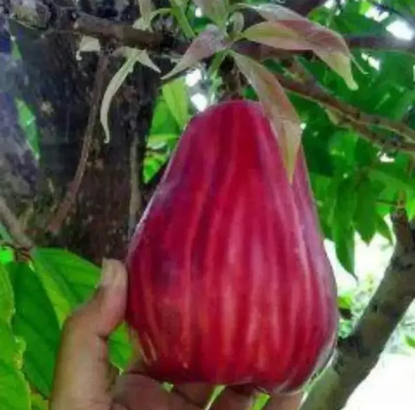 Jamaican_Water_Apple_Dwarf_Varieties_Fruit_Plant