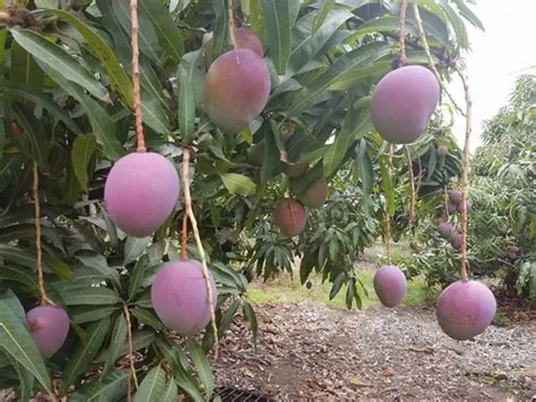 Japanese_Hybrid_Mango_Fruit_Plant_(Grafted,_Pack_Of_1)