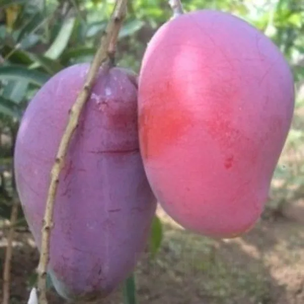 Japanese_Hybrid_Mango_Fruit_Plant_(Grafted,_Pack_Of_1)