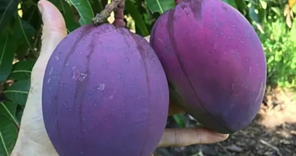 Japanese_Hybrid_Mango_Fruit_Plant_(Grafted,_Pack_Of_1)