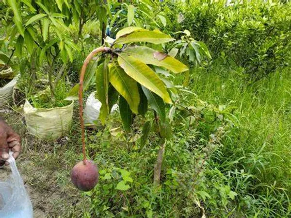 Japanese_Hybrid_Mango_Fruit_Plant_(Grafted,_Pack_Of_1)