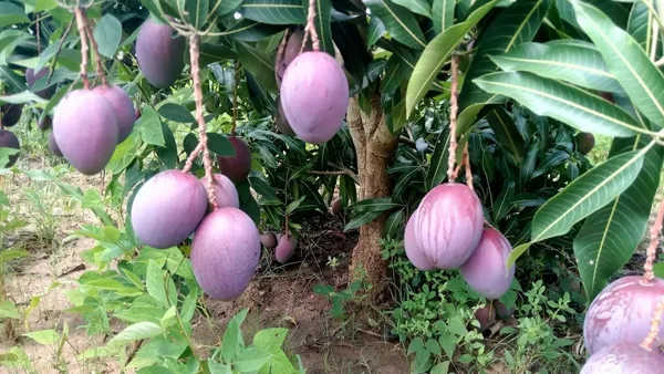 Japanese_Hybrid_Mango_Fruit_Plant_(Grafted,_Pack_Of_1)