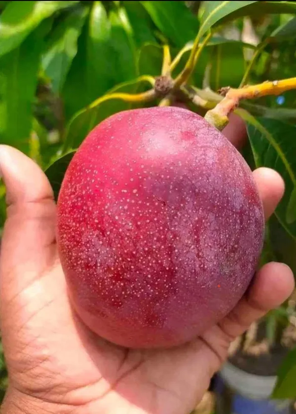 Japanese_Miyazaki_Mango_Hybrid_Grafted_Plant