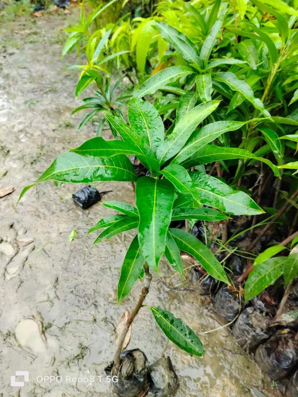 Japanese_Miyazaki_Mango_Hybrid_Grafted_Plant