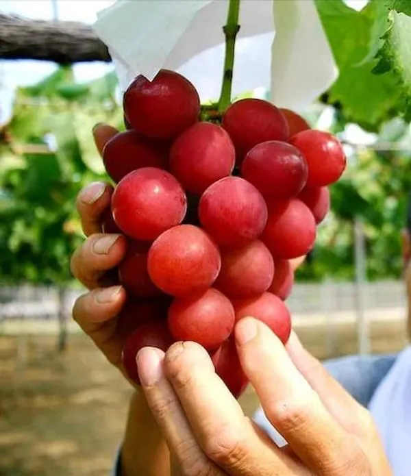 Ruby_Roman_Seedless_Grapes_Hybrid_Fruit_Plant_Air_Learning_Grafted