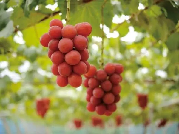 Ruby_Roman_Seedless_Grapes_Hybrid_Fruit_Plant_Air_Learning_Grafted