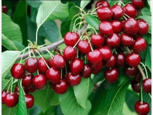 Japanese_Sweet_Cherry_Airleding_Fruit_Plant