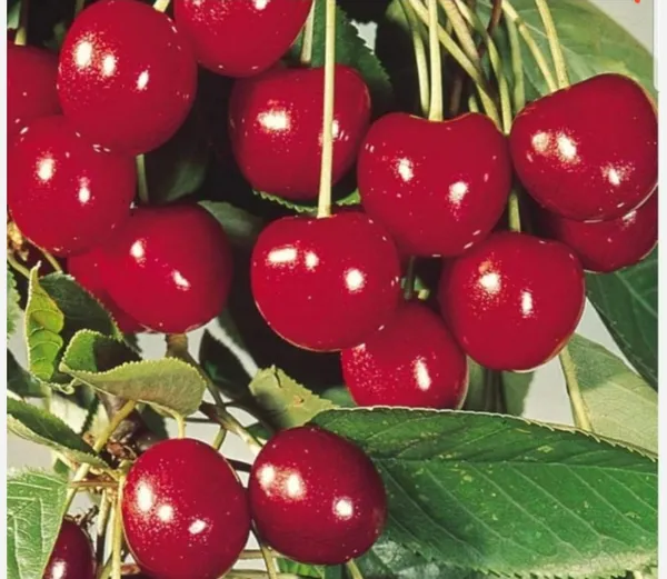 Japanese_Sweet_Cherry_Airleding_Fruit_Plant
