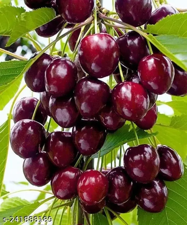 Japanese_Verity_Sweet_Cherry_Fruit_Plant__(Pack_Of_1)