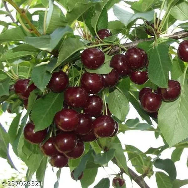 Japanese_Verity_Sweet_Cherry_Fruit_Plant__(Pack_Of_1)