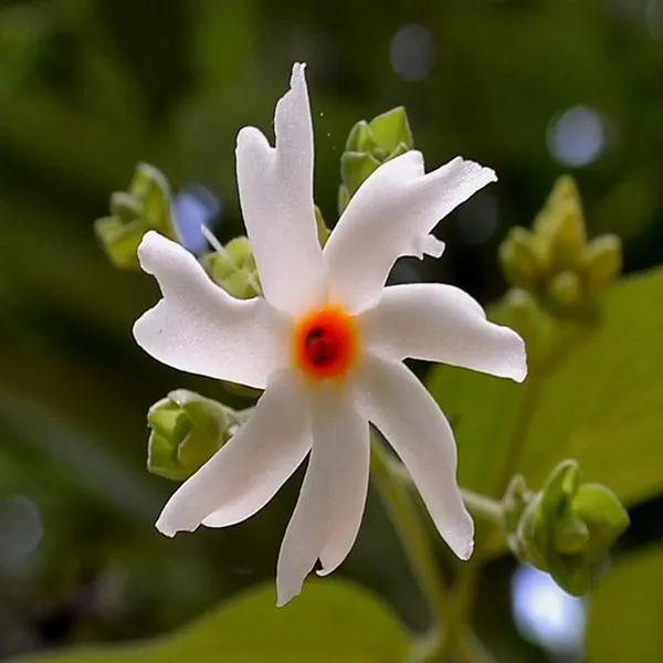 Coral_Jasmine_Flower_Plant_For_Home_Gardening_Plants_Indoor_Outdoor_Plants