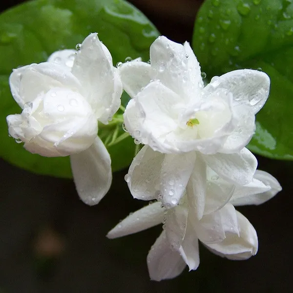 Jasmine_Mini_(Mogra)Flower_Plant