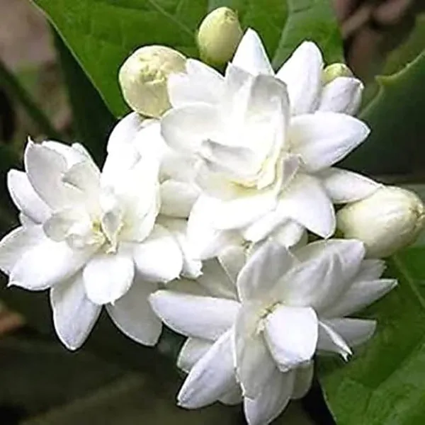 Jasmine_Mini_(Mogra)Flower_Plant
