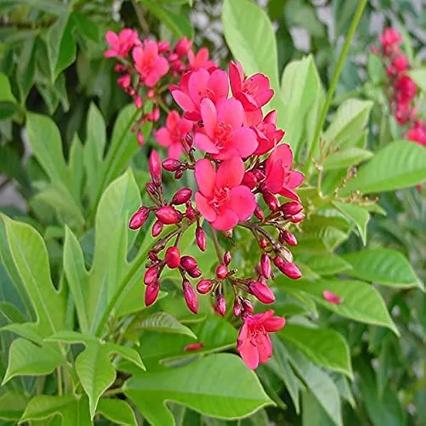 Jatropha_Red_Flower_Plant