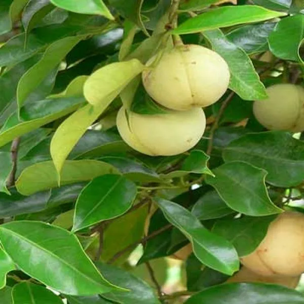 Jayaphal_/Jaiphal_Spice_Plant_(Hybrid,_Pack_Of_1)