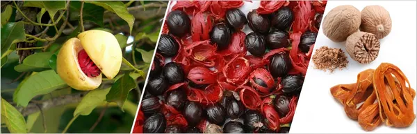 Jayaphal_/Jaiphal_Spice_Plant_(Hybrid,_Pack_Of_1)