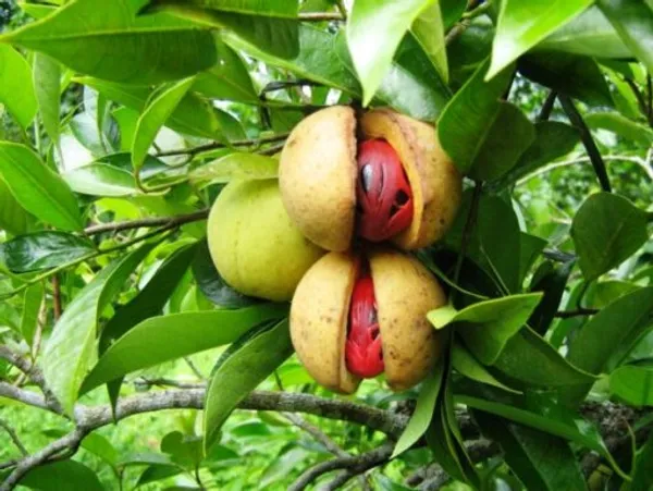 Jayaphal_/Jaiphal_Spice_Plant_(Hybrid,_Pack_Of_1)