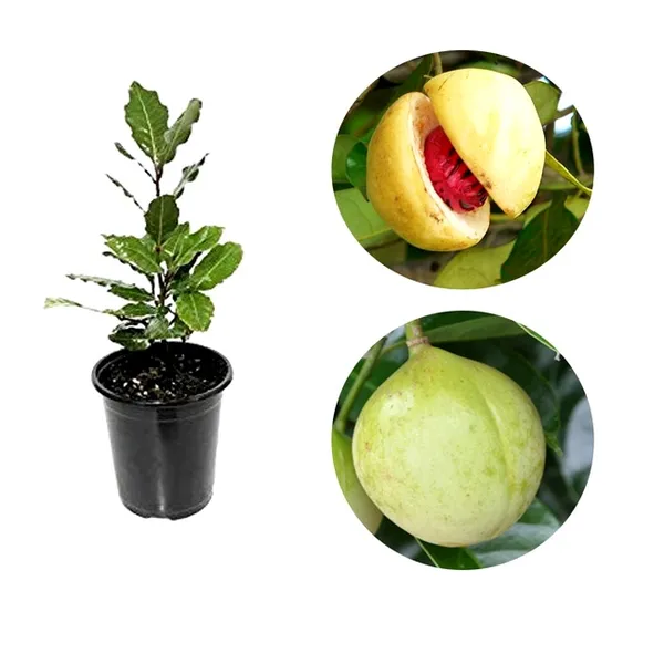 Jayaphal_/Jaiphal_Spice_Plant_(Hybrid,_Pack_Of_1)