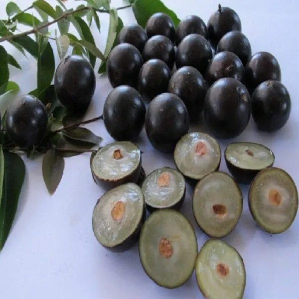 Jaboticaba_Fruit_Plant_Outdoor