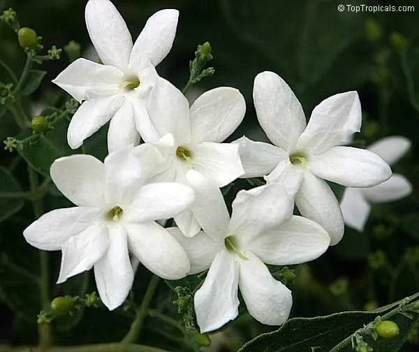 Juhi_Jasminum_Auriculatum_Flower