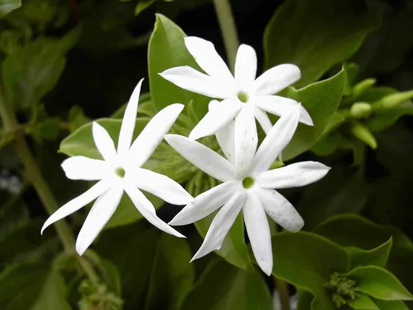 Juhi_Jasminum_Auriculatum_Flower