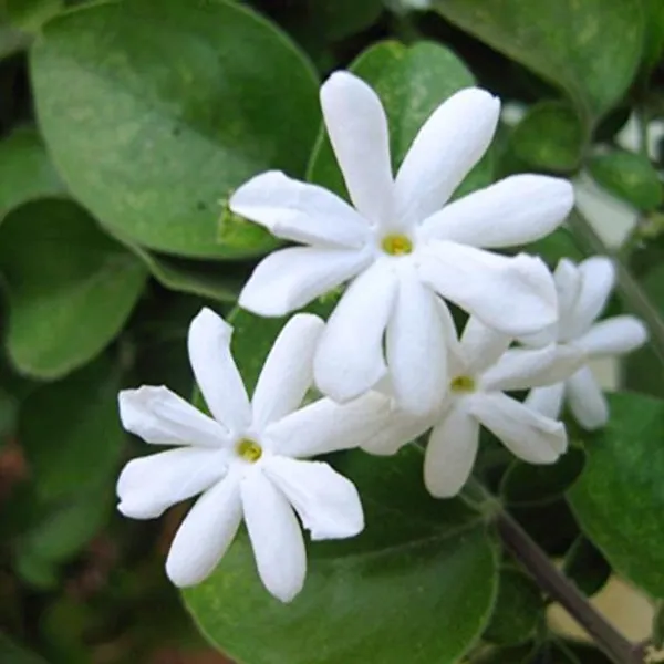 Juhi_Jasminum_Auriculatum_Flower