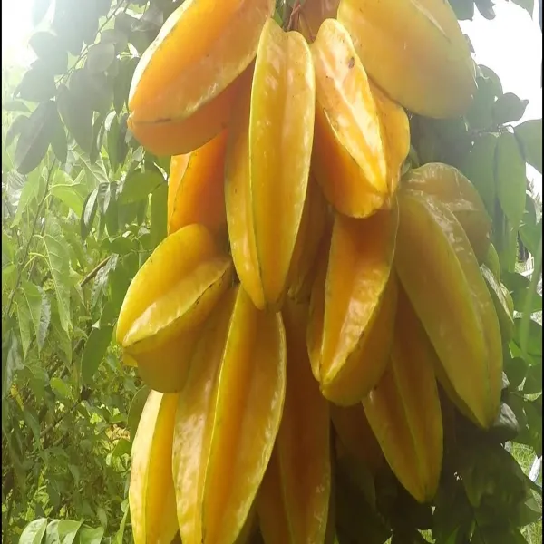 Sweet_Star_Fruit_Grafted_Plant