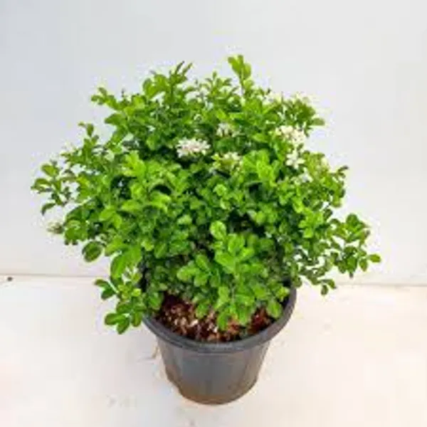 Madhukamini_Dwarf_Outdoor_Flowering_Plant