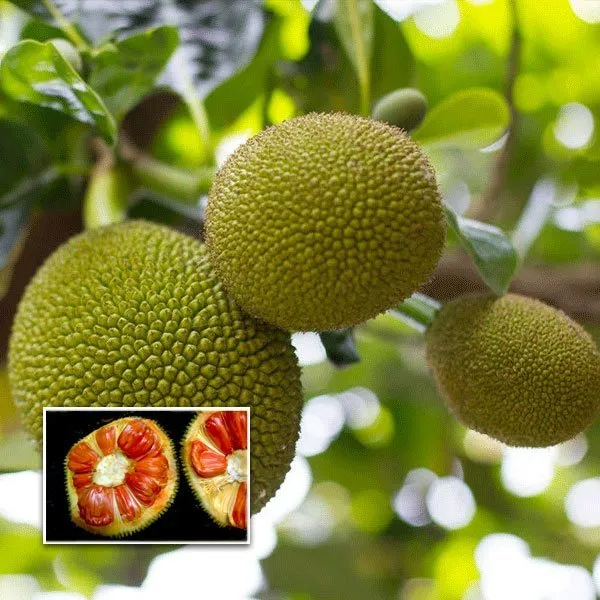 Siddu_Jackfruit_Grafted_Plant_Without_Pot