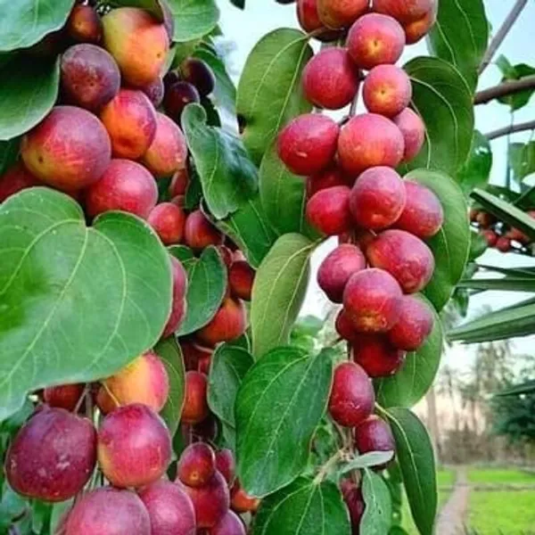 KASHMIRI_BER_APPLE_PLANT_(GRAFTED)_PACK_OF_1