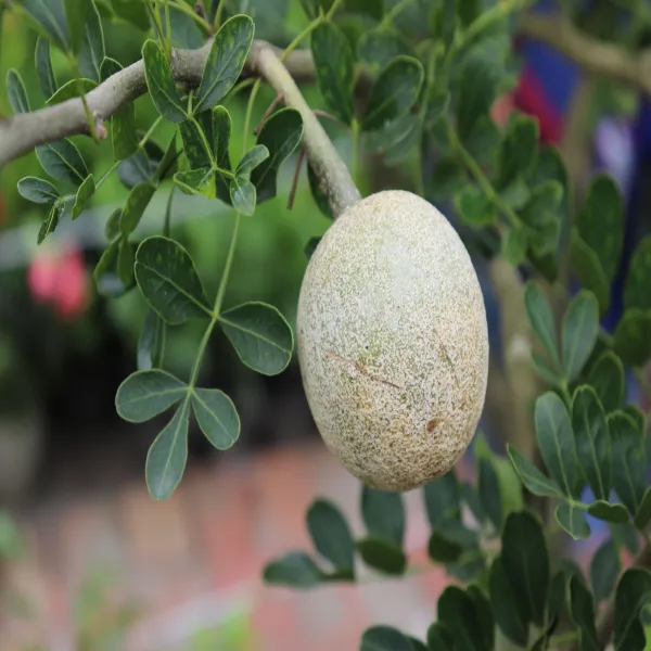 Wood_Apple_Grafted_Fruit_Plant