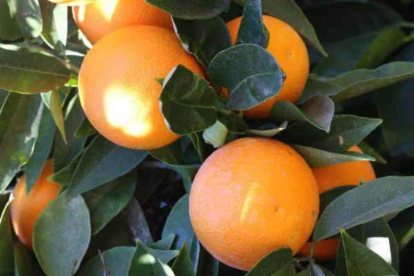 Hybrid_Giant_Darjeeling_Orange_|_Grafted_Plant_(1.5-3_Feet_Height_Pack_Of_1)