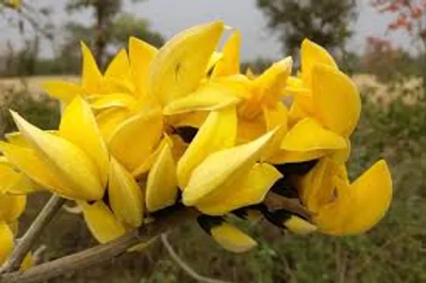 Yellow_Palash_Plant