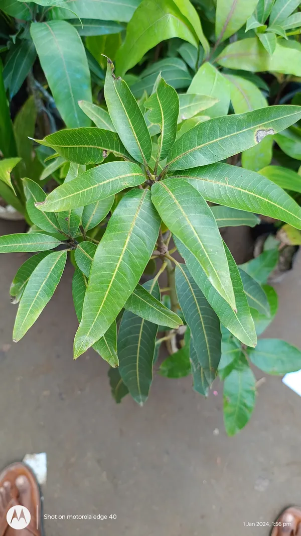Alphonso_Mango_Grafted_Fruit_Plant