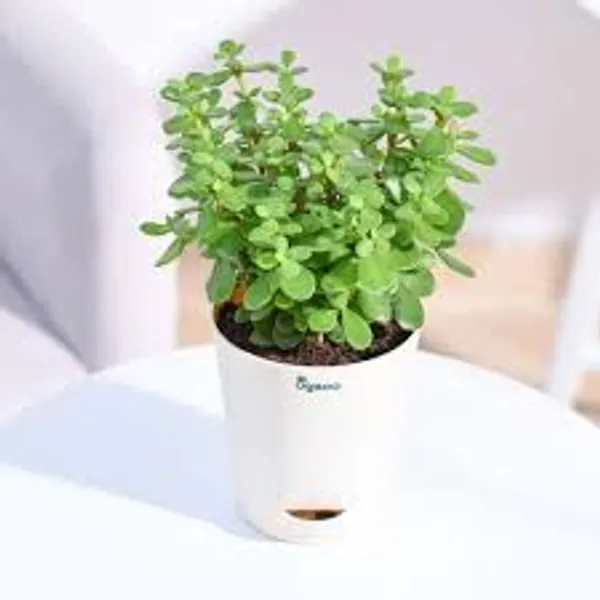 Zade_Plant