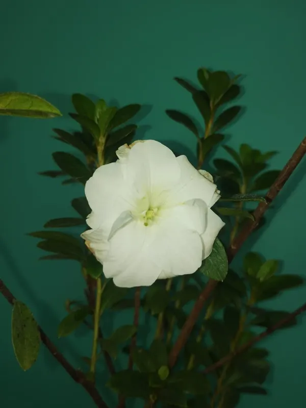 Azalea_White_Flower_Plant