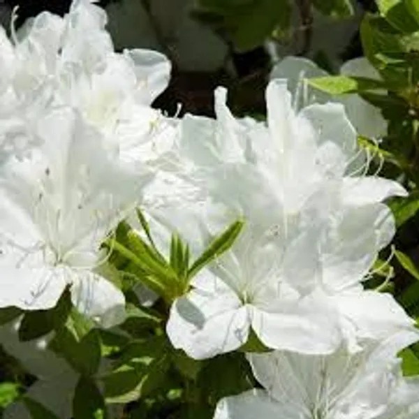 Azalea_White_Flower_Plant