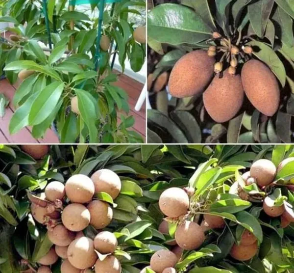 Kalapati_Chiku_Plant_(1.5-2_Feet_Height_Pack_Of_1)