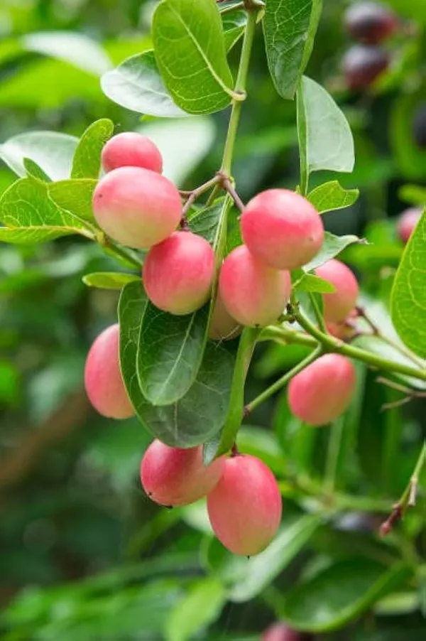 Karanda_Fruit_Plant