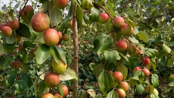 Kashmiri_Apple_Ber_Grafted_Plant_&_Tree_(Pack_of_1)_For_Outdoor_Home_And_Garden
