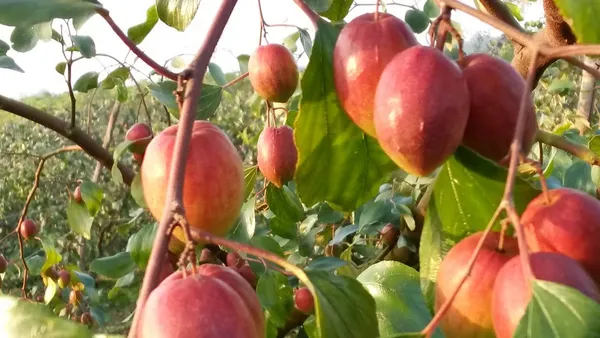 Kashmiri_Apple_Ber_Grafted_Plant_&_Tree_(Pack_of_1)_For_Outdoor_Home_And_Garden