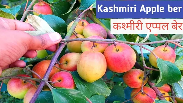 Kashmiri_Apple_Ber_Grafted_Plant_&_Tree_(Pack_of_1)_For_Outdoor_Home_And_Garden
