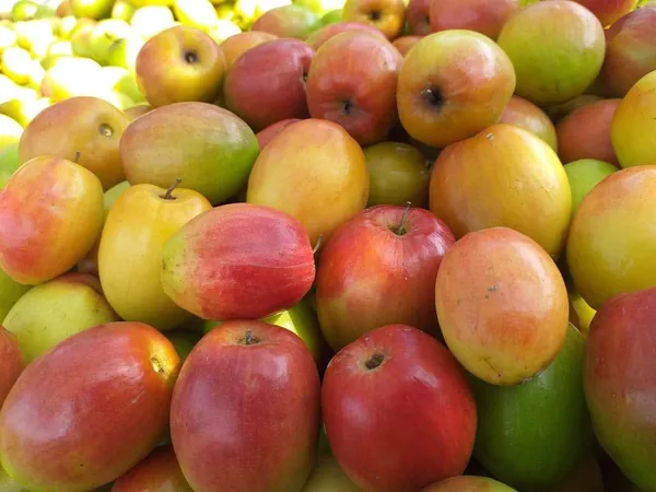Kashmiri_Apple_Ber_Grafted_Plant_&_Tree_(Pack_of_1)_For_Outdoor_Home_And_Garden