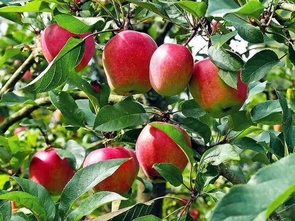 Kashmiri_Apple_Plant_Hybrid_Fruit_Plant