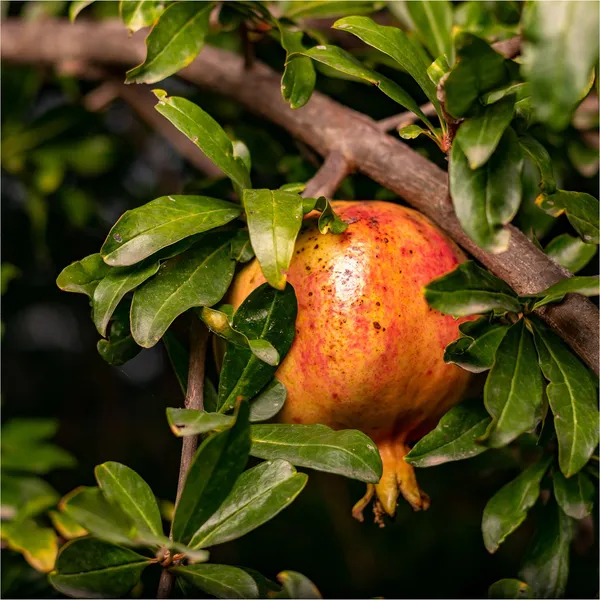 Kazake_Pomegranate_Fruit_Plant
