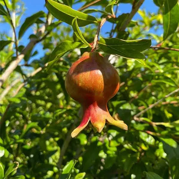 Kazake_Pomegranate_Fruit_Plant