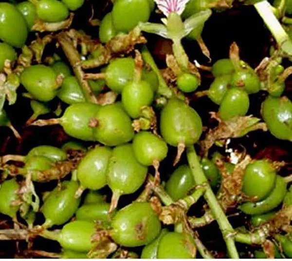 Kerala_Green_Cardamom_Choti_Elaichi_Spice_Plants_For_Home_Garden_PLant