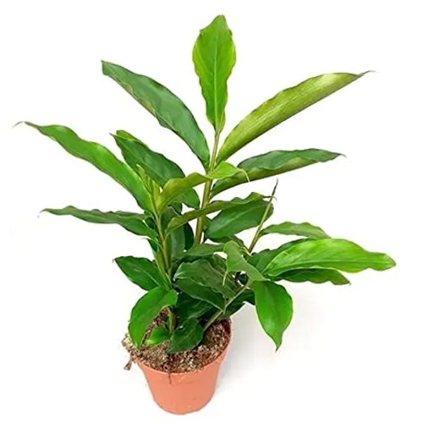 Kerala_Green_Cardamom_Choti_Elaichi_Spice_Plants_For_Home_Garden_PLant