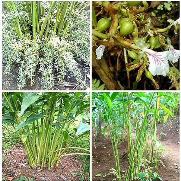 Kerala_Green_Cardamom_Choti_Elaichi_Spice_Plants_For_Home_Garden_(Pack_Of_1)