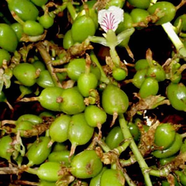 Kerala_Green_Cardamom_Choti_Elaichi_Spice_Plants_For_Home_Garden_(Pack_Of_1)